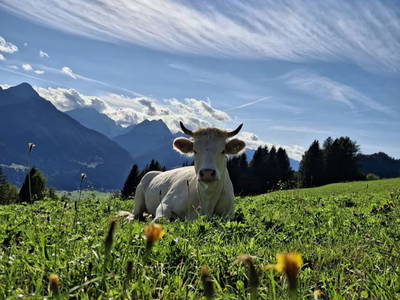 Bild 2 aus  Hauserhof am Goldberg