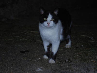 Bild 23 aus  Spathof