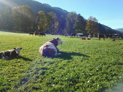 Bild 35 aus  Örgenbauer