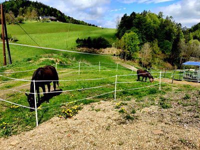 Bild 36 aus Biohof Viertl