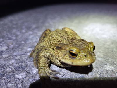 Bild 72 aus  Rettenbachgut