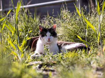 Bild 74 aus  Hofquartier Retzmoar