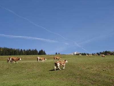 Bild 24 aus  Reitbauernhof Ferner