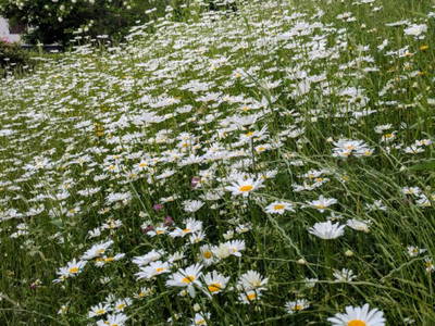 Bild 54 aus  Frühstückspension Buchner