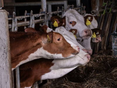 Bild 71 aus  Hofquartier Retzmoar