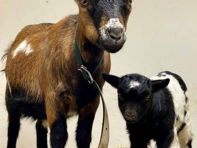 Bild 109 aus  Ederbauer