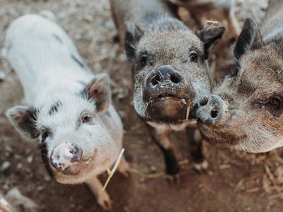 Bild 11 aus  Urlaub am Erlebnishof Strasser