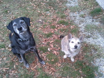 Bild 96 aus  Biohof Schmidbauer