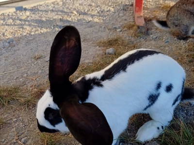 Bild 84 aus  Vorderzettn