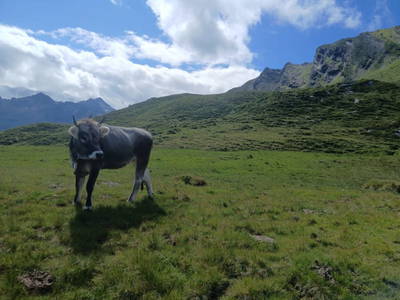 Bild 14 aus  Pfandlinghof