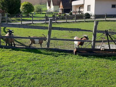 Bild 28 aus  Ferienhaus Zotter