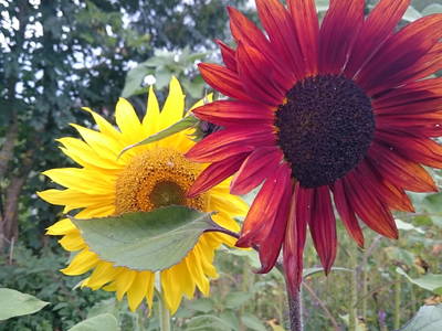 Bild 30 aus  Biohof Schmidbauer