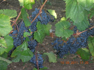 Bild 21 aus  Pension Hareter