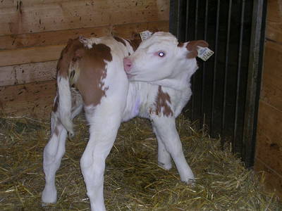 Bild 102 aus  Naglbauer