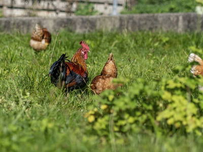 Bild 166 aus  Hagerhof