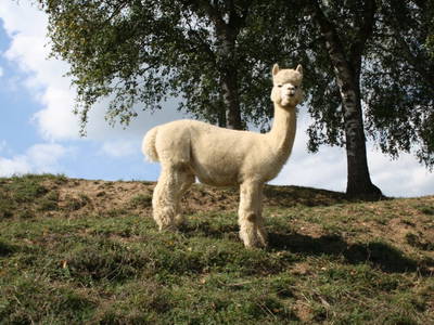 Bild 12 aus  Sweet Home Alpacas