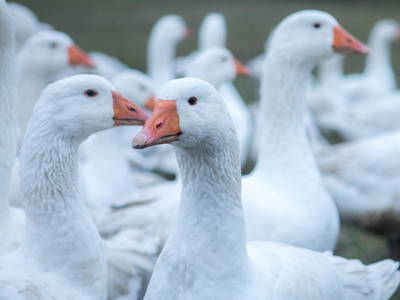 Bild 46 aus  Gut Boltenhof