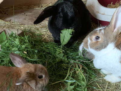 Bild 20 aus  Ferienhof Ritter im Harz