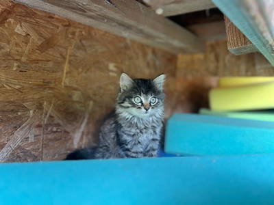 Bild 88 aus  Gasperhof