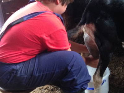 Bild 50 aus  Traglehen