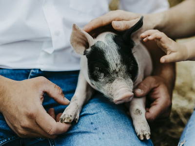 Bild 2 aus  Biohof Greflgut