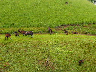 Bild 61 aus  Bachrain - Bio am Berg 