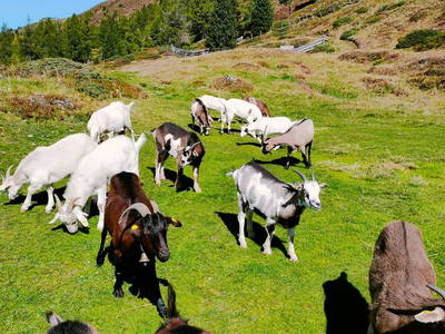 Bild 64 aus  Obere Michlbauerhütte