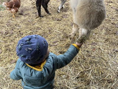 Bild 12 aus  Rabl vlg. Wirth