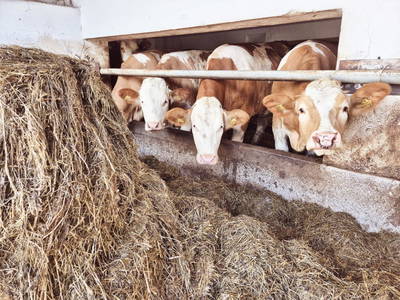 Bild 70 aus  Seyerlehnerhof