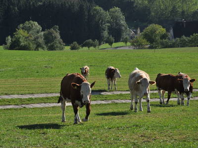 Bild 26 aus  Haaghof