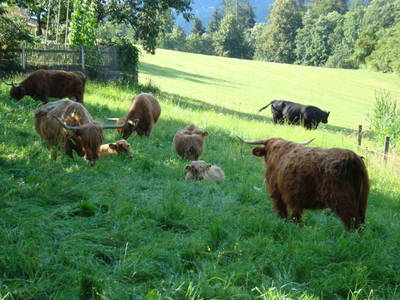 Bild 27 aus  Bauernhof Krainz