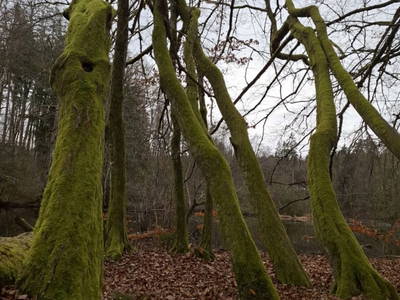 Bild 146 aus  Zehentnerhof
