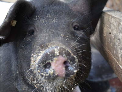 Bild 11 aus  LandSelection Bussjägerhof