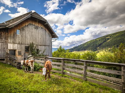 Bild 31 aus  Bio Chalet Sonne