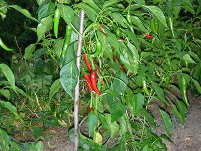 Bild 16 aus  Gästehaus Pointner 