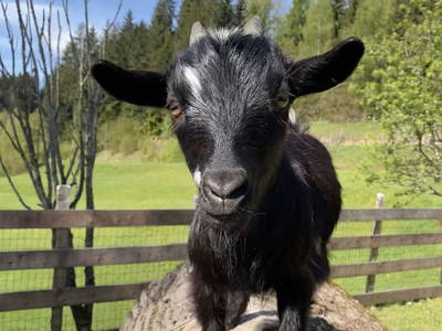 Bild 35 aus  Lahnerhof