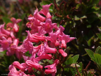 Bild 68 aus  Pesbichl