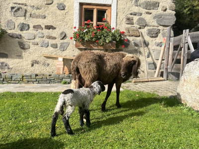 Bild 49 aus  Reiterbauer Chalet