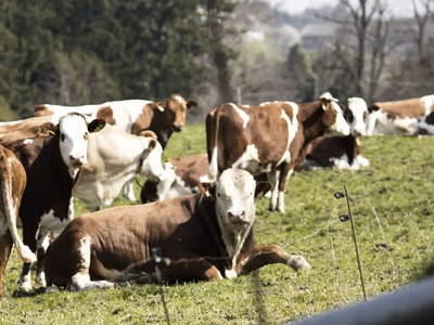 Bild 29 aus  Schönbergbauer