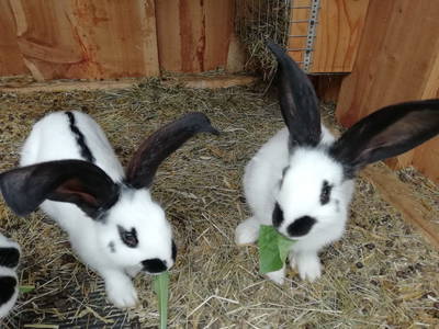 Bild 20 aus  Alpboden