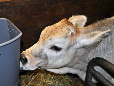 Bild 61 aus  Ladestatthof