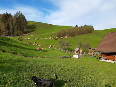 Bild 28 aus  Oberrehau