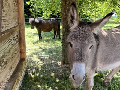 Bild 9 aus  Sachsenbucherhof