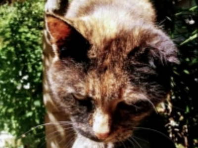 Bild 43 aus  1000 Krauthaus - Berghütte