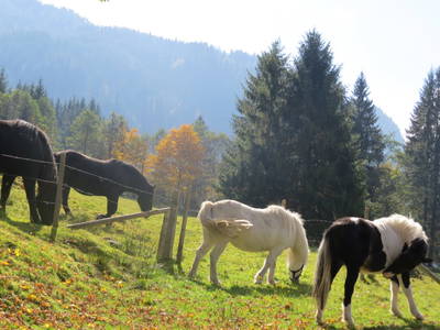 Bild 65 aus  Marchlhof