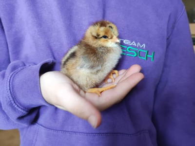 Bild 99 aus  Familie Resch am Hörlesberg