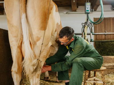 Bild 12 aus  Hattlerhof