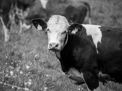 Bild 75 aus  Hofquartier Retzmoar