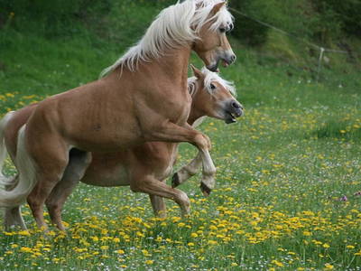 Bild 2 aus  Haflingerhof - Appenstein