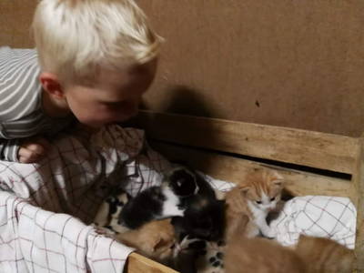 Bild 82 aus  Hartlhof Urlaub am Baby- und Kinderbauernhof